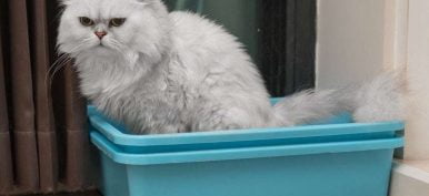 white cat sitting in a plastic bin