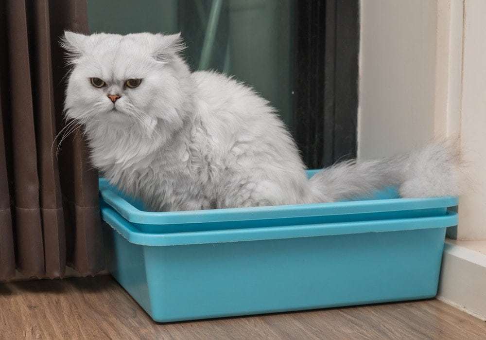 white cat sitting in a plastic bin