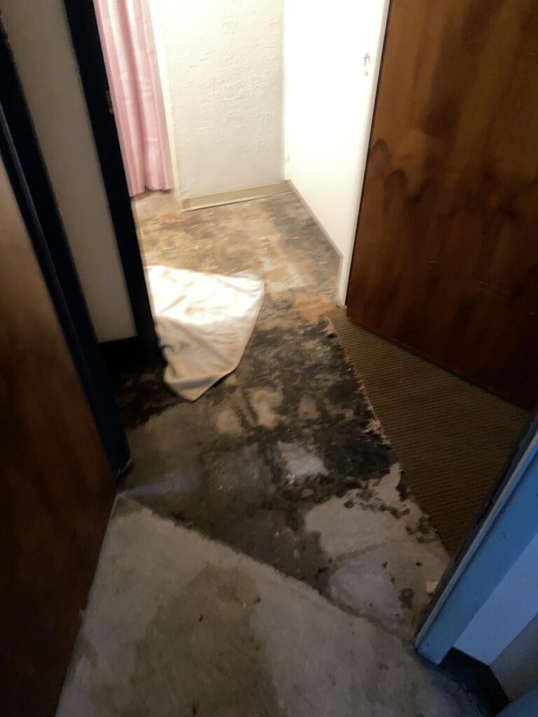 floor covered with mold