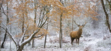 Beautiful red deer stag in snow covered festive season Winter fo