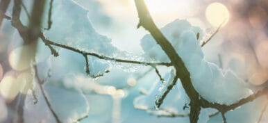 Picturesque snow-covered forest in the winter